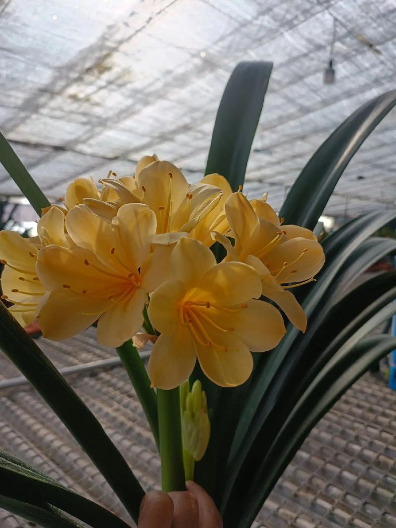 大花君子兰有哪些常见品种？-第1张图片-宁夏农业信息网