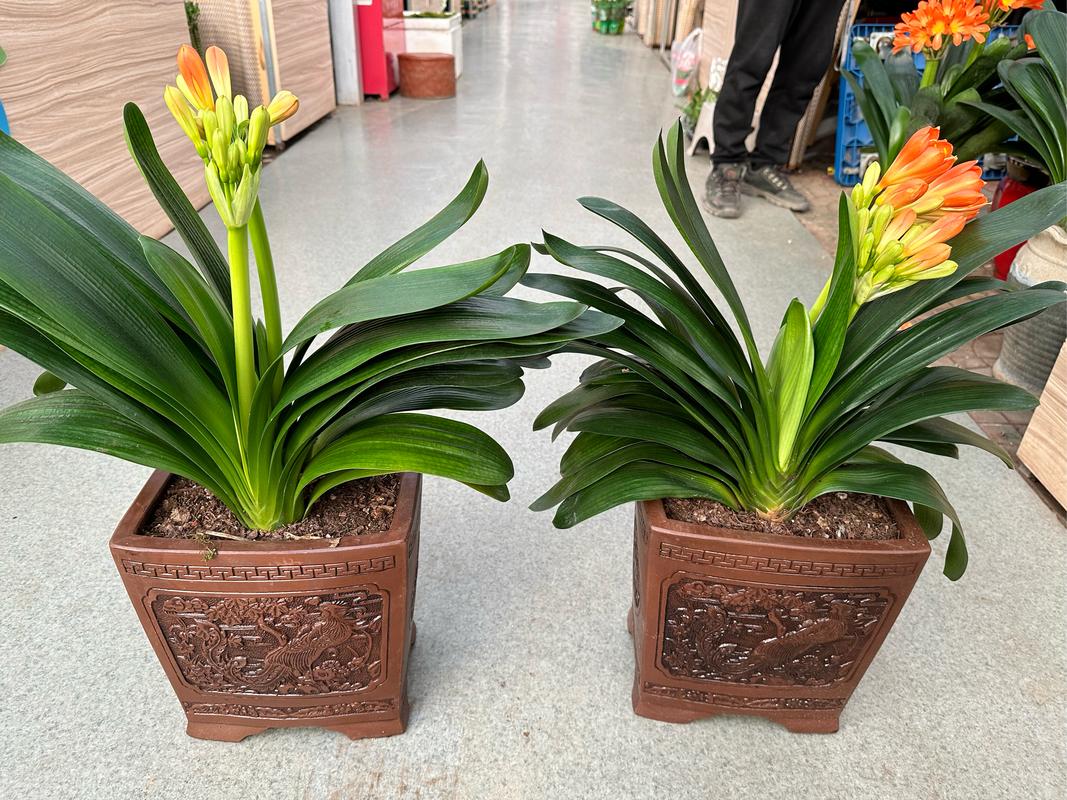 大花君子兰有哪些常见品种？-第2张图片-宁夏农业信息网