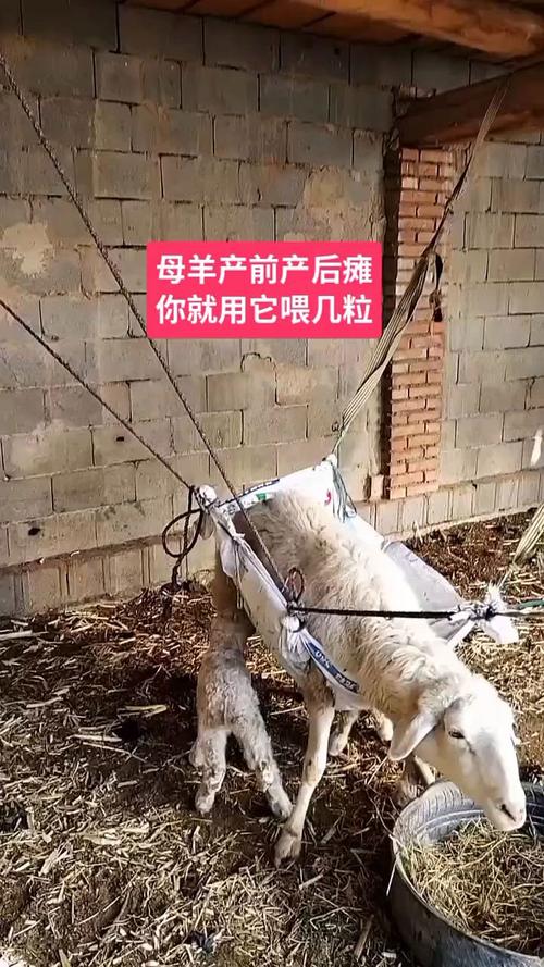 母羊产后瘫痪如何有效治疗？-第1张图片-宁夏农业信息网