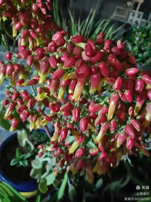 宽叶不死鸟品种有哪些-第2张图片-宁夏农业信息网