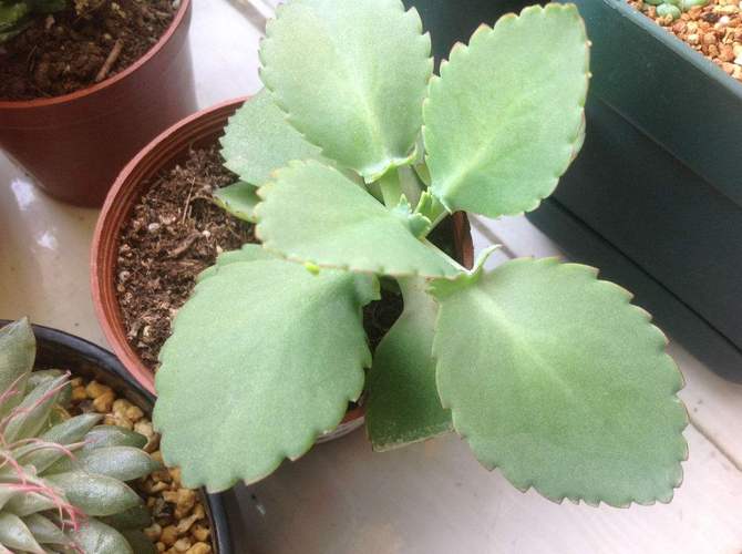 宽叶不死鸟品种有哪些-第3张图片-宁夏农业信息网