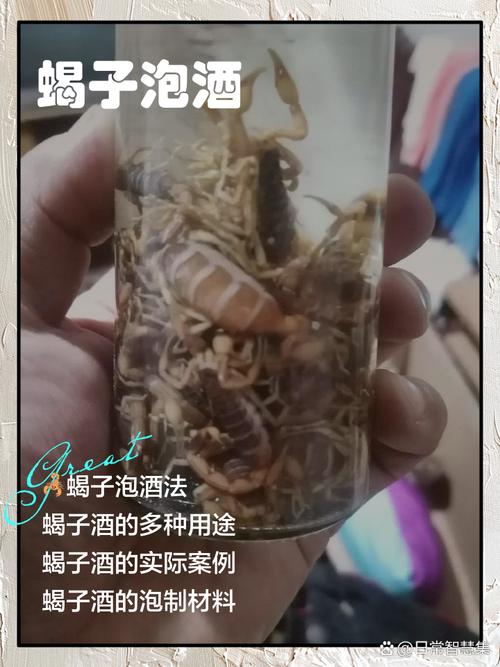 蝎子泡酒前需如何处理？-第1张图片-宁夏农业信息网