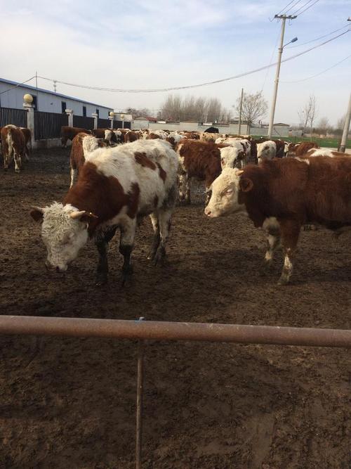 四川养牛选什么品种最合适？-第1张图片-宁夏农业信息网