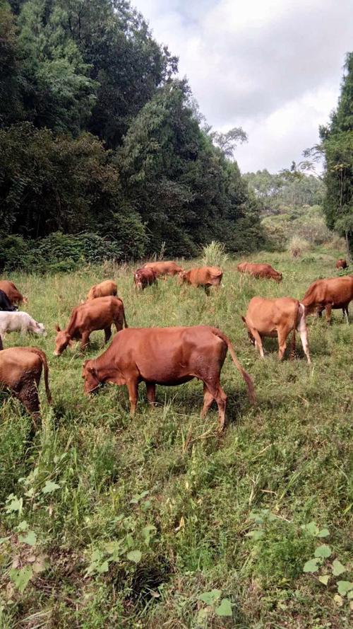 四川养牛选什么品种最合适？-第2张图片-宁夏农业信息网