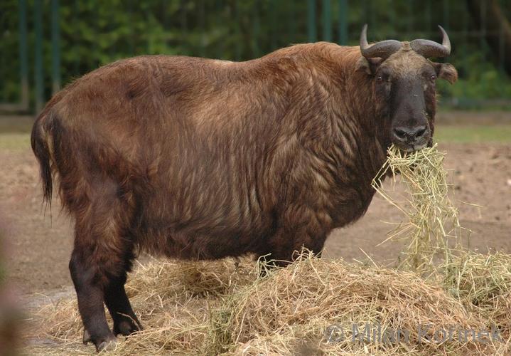 四川养牛选什么品种最合适？-第3张图片-宁夏农业信息网