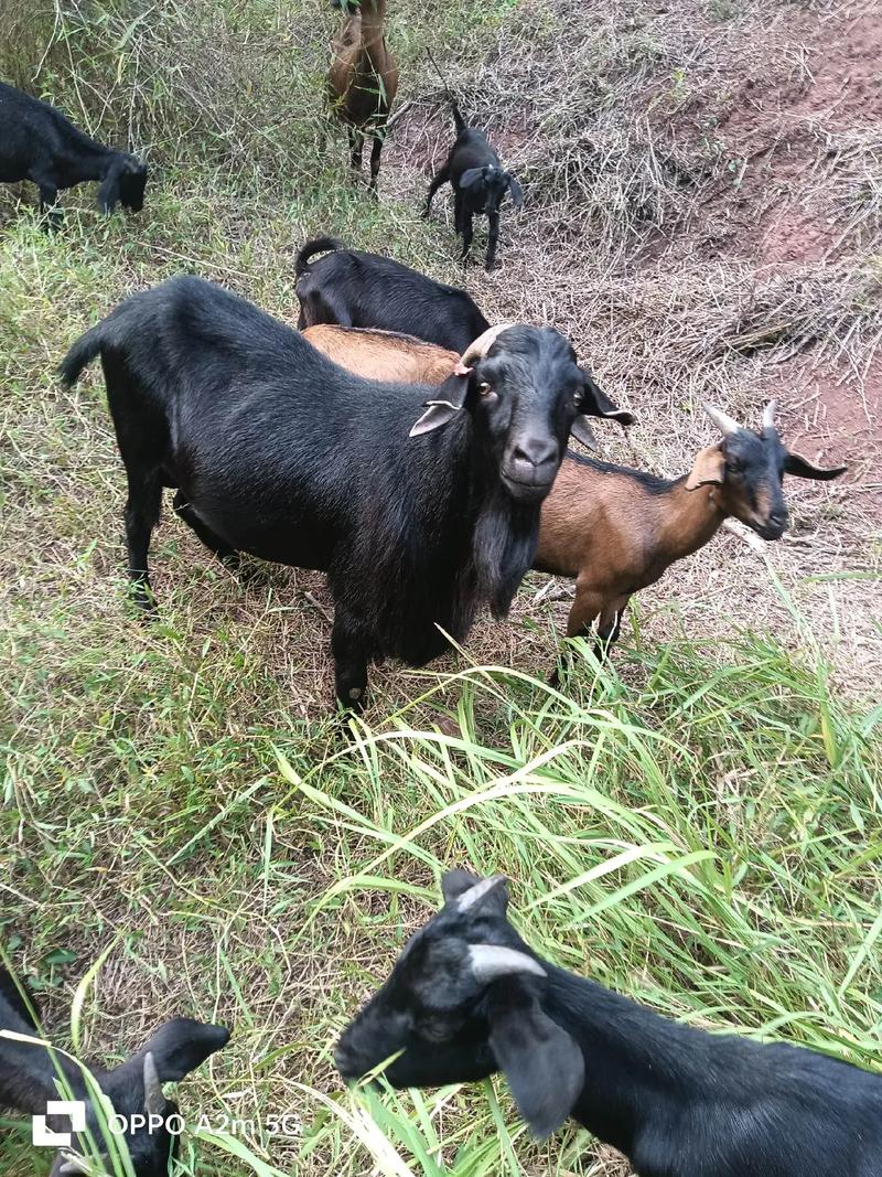 四川哪些山羊品种品质优良？-第2张图片-宁夏农业信息网