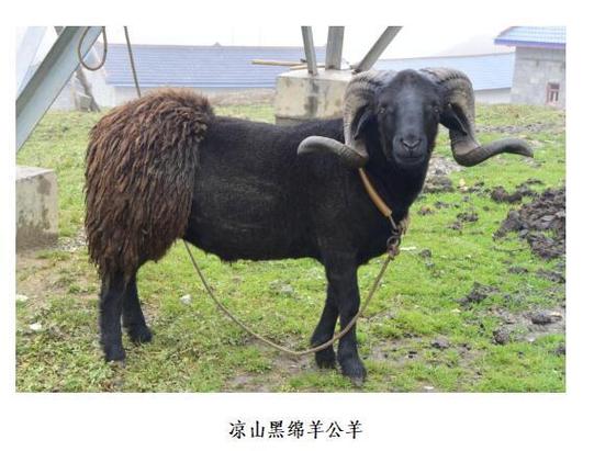 四川哪些山羊品种品质优良？-第3张图片-宁夏农业信息网