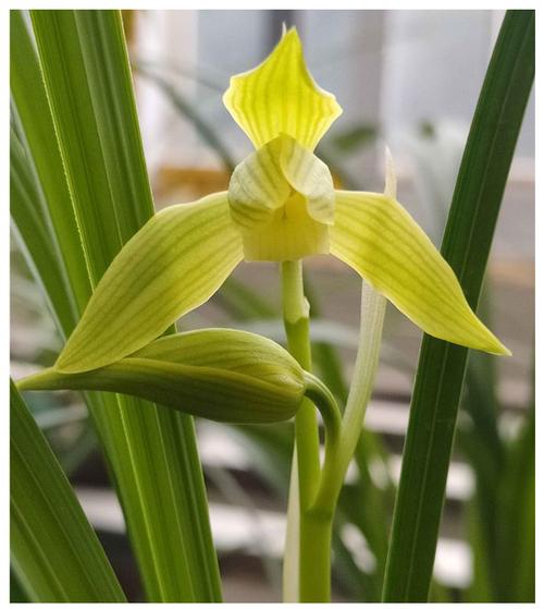 四川兰花有哪些特色品种？-第1张图片-宁夏农业信息网