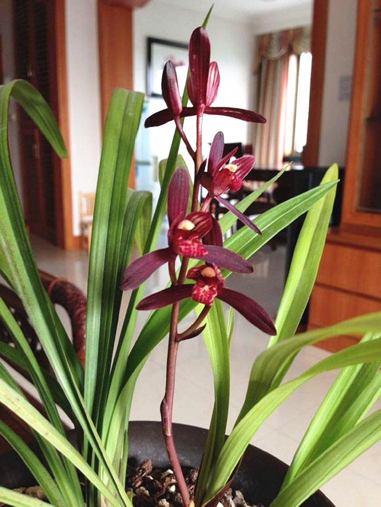 四川兰花有哪些特色品种？-第2张图片-宁夏农业信息网