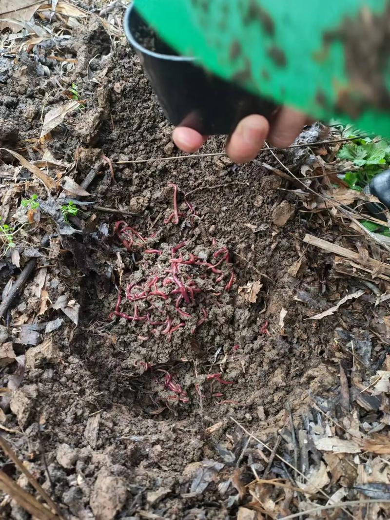 台湾培育出什么新品种蚯蚓？-第1张图片-宁夏农业信息网