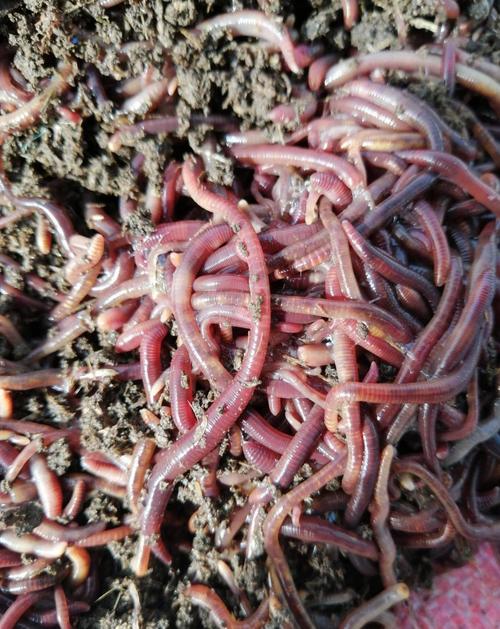 台湾培育出什么新品种蚯蚓？-第2张图片-宁夏农业信息网