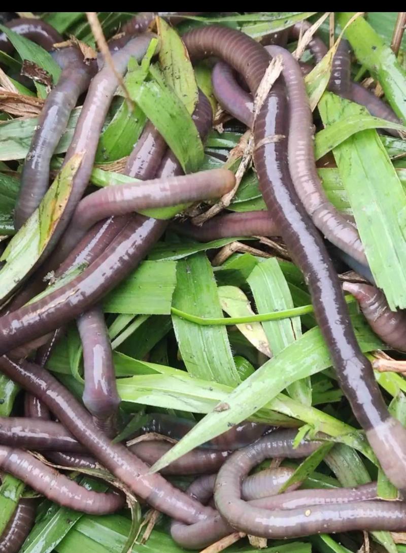 台湾培育出什么新品种蚯蚓？-第3张图片-宁夏农业信息网