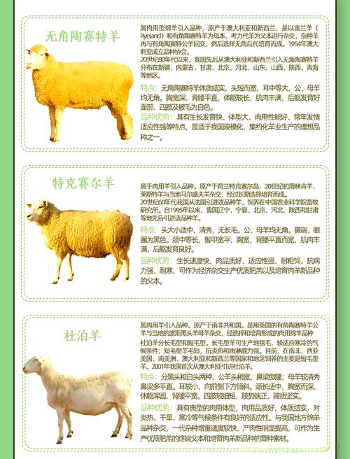 我国三大原始绵羊品种有何独特之处？-第2张图片-宁夏农业信息网