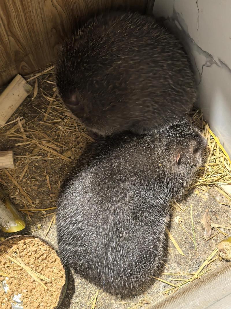竹鼠主要有哪些品种？-第1张图片-宁夏农业信息网