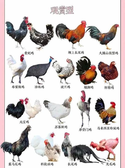 山东十大地方畜禽品种有哪些？-第1张图片-宁夏农业信息网