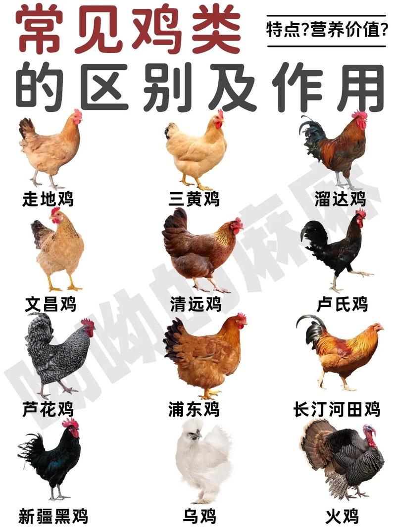 山东十大地方畜禽品种有哪些？-第2张图片-宁夏农业信息网