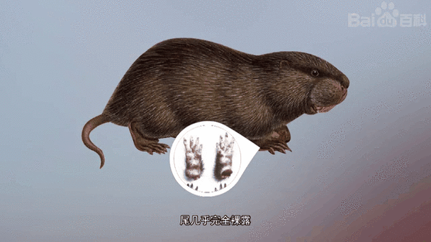 银星竹鼠是否为优质竹鼠品种？-第1张图片-宁夏农业信息网