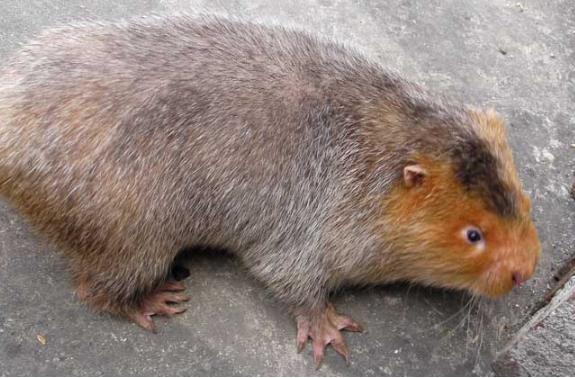 银星竹鼠是否为优质竹鼠品种？-第3张图片-宁夏农业信息网