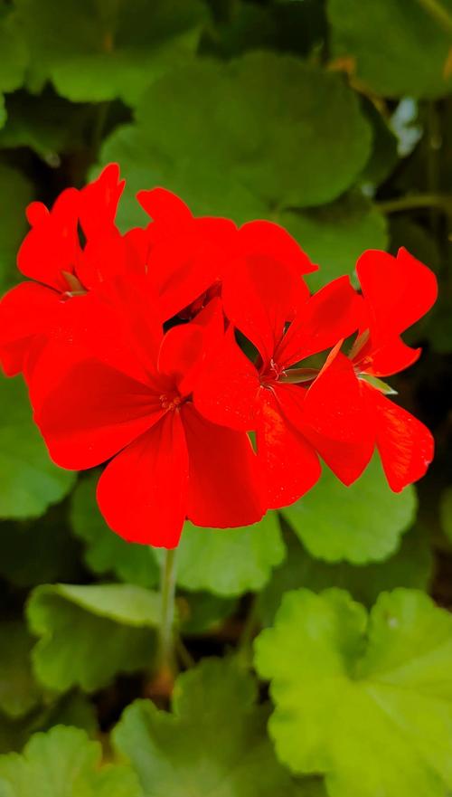 天竺葵最珍贵品种是哪个？-第1张图片-宁夏农业信息网