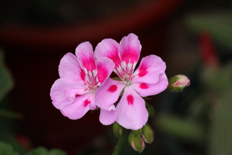 天竺葵最珍贵品种是哪个？-第2张图片-宁夏农业信息网