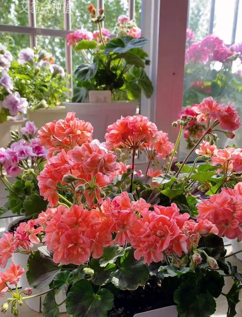 天竺葵最珍贵品种是哪个？-第3张图片-宁夏农业信息网