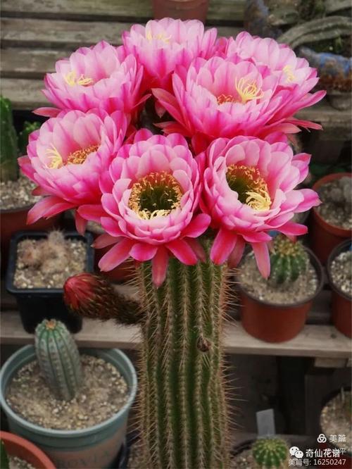 仙人掌有哪些品种的花？-第2张图片-宁夏农业信息网