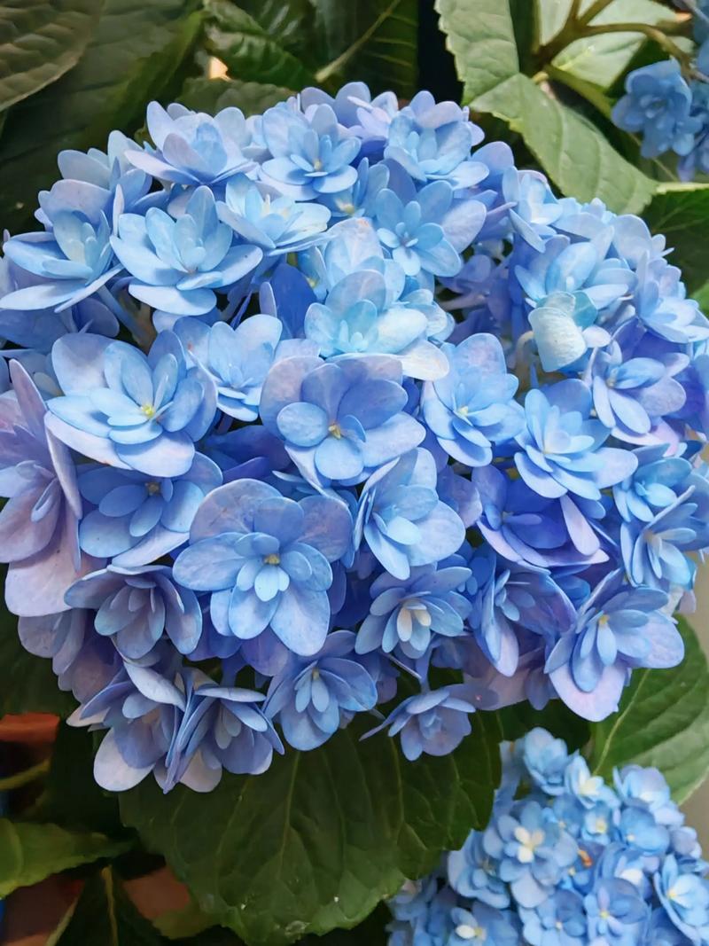 绣球花哪个品种最易养活？-第1张图片-宁夏农业信息网