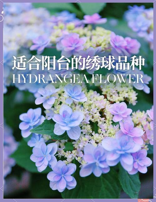 绣球花哪个品种最易养活？-第2张图片-宁夏农业信息网