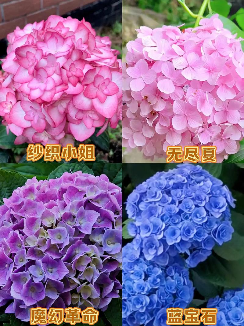 绣球花哪个品种最易养活？-第3张图片-宁夏农业信息网