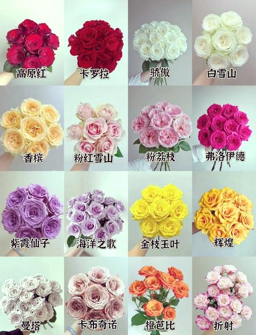 玫瑰品种怎么选？-第2张图片-宁夏农业信息网