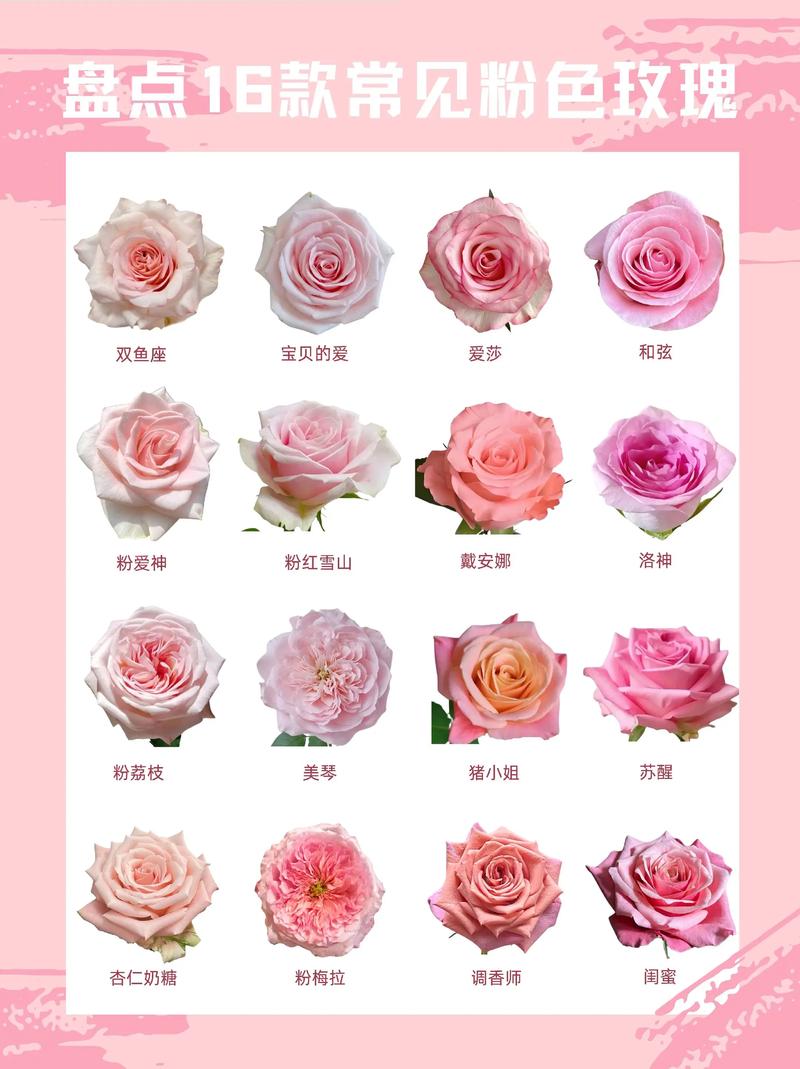 玫瑰品种怎么选？-第1张图片-宁夏农业信息网