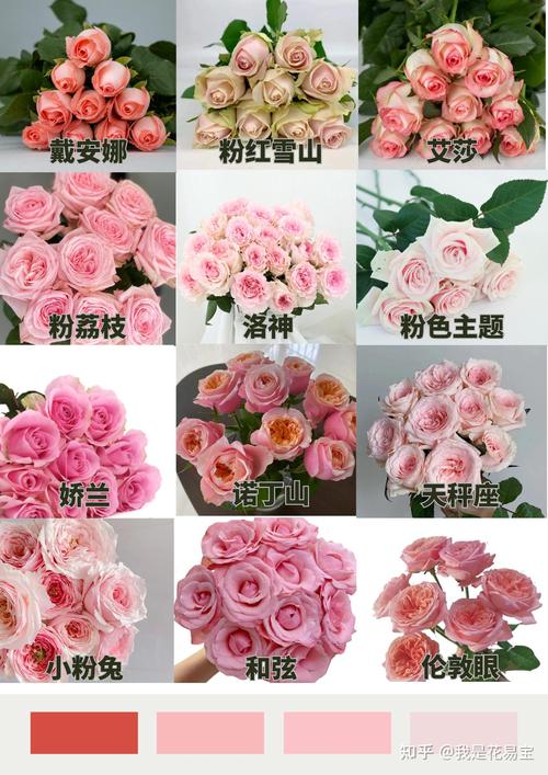 玫瑰之王，何为最高贵品种？-第1张图片-宁夏农业信息网