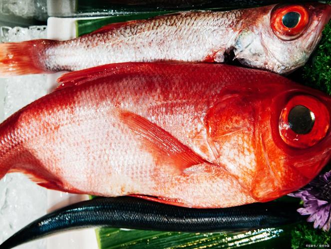 养殖场选什么鱼品种效益高？-第2张图片-宁夏农业信息网