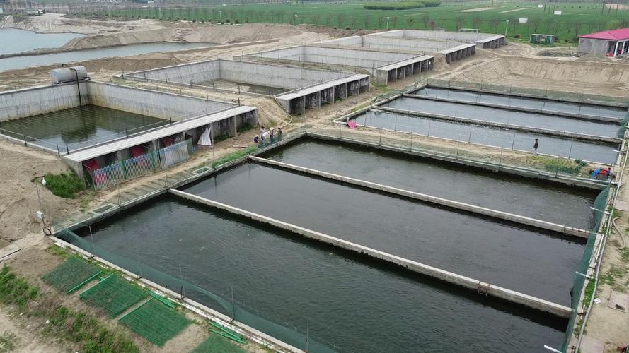 农村水产养殖图片有哪些常见品种？-第3张图片-宁夏农业信息网