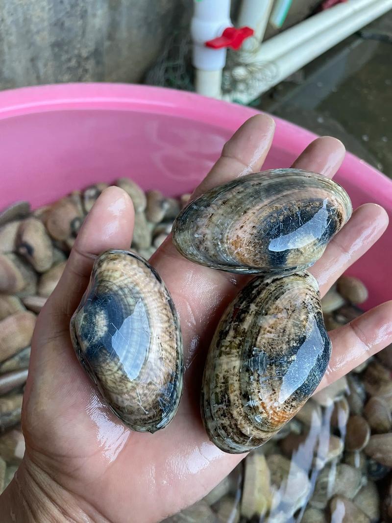 花甲养殖需哪些专业条件？-第1张图片-宁夏农业信息网