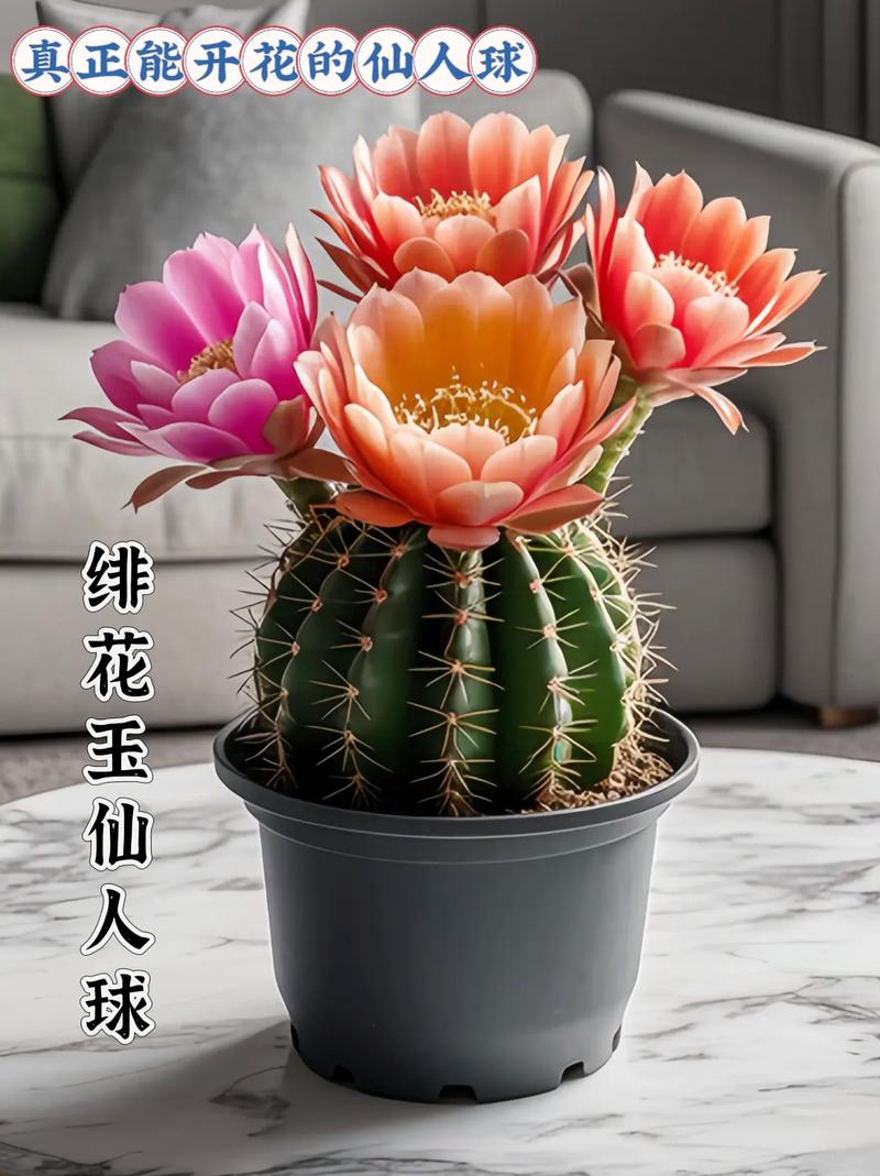 哪些仙人球会开花？-第2张图片-宁夏农业信息网