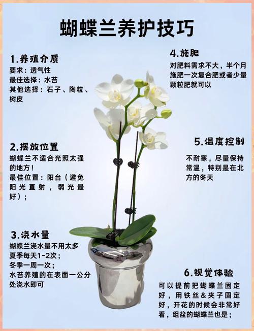 如何培育蝴蝶兰新品种？-第1张图片-宁夏农业信息网