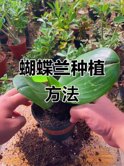 如何培育蝴蝶兰新品种？-第2张图片-宁夏农业信息网