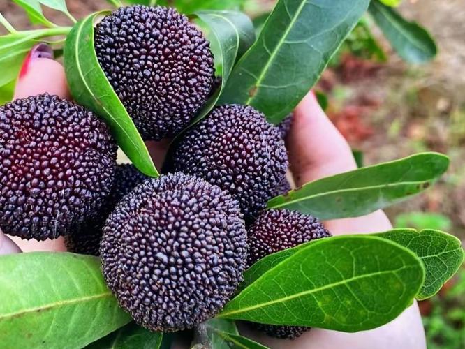 四川特有的杨梅品种是什么？-第1张图片-宁夏农业信息网