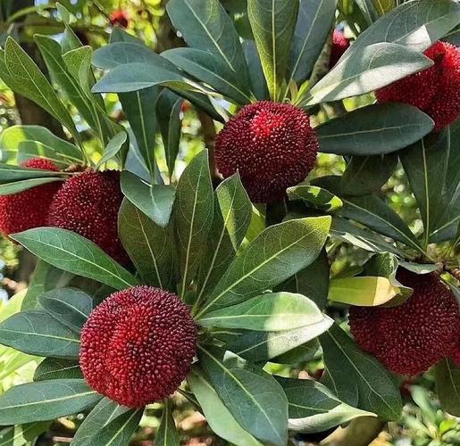 四川特有的杨梅品种是什么？-第2张图片-宁夏农业信息网