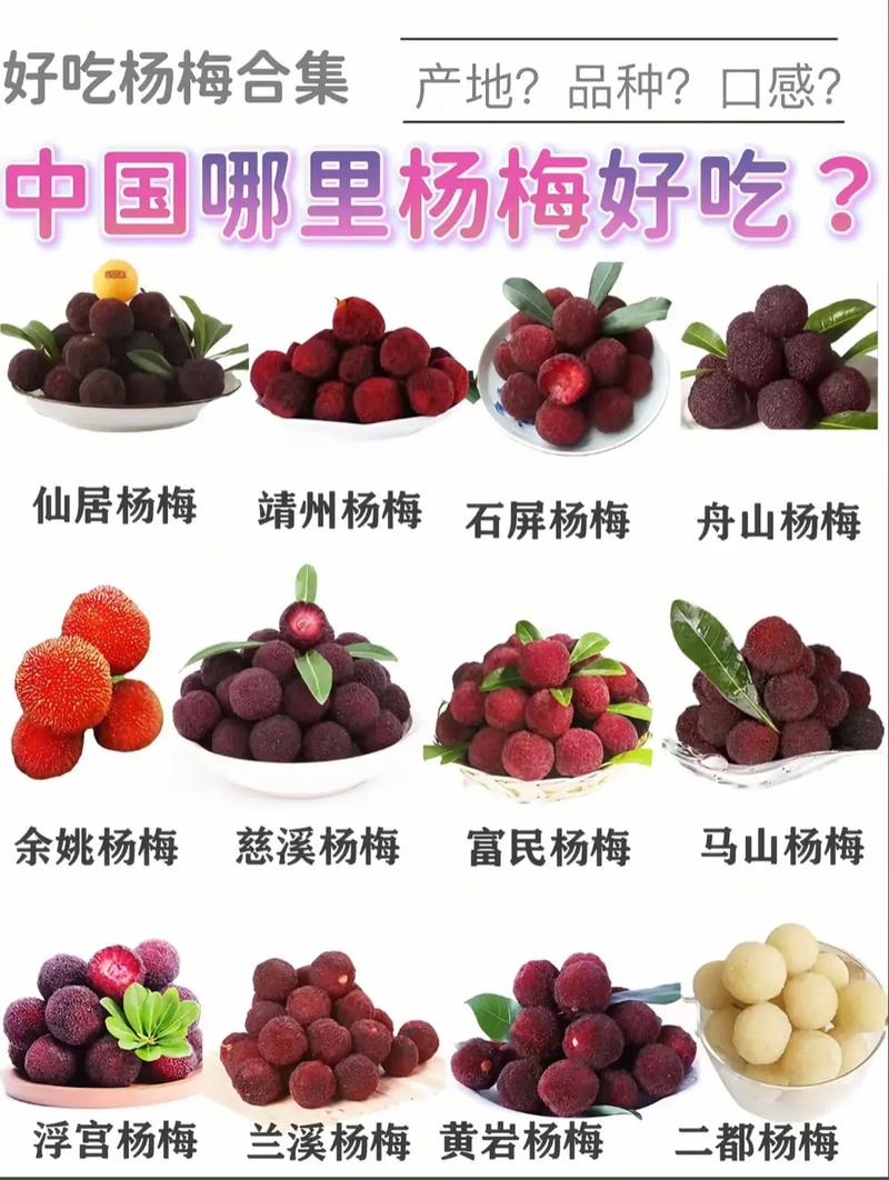 四川特有的杨梅品种是什么？-第3张图片-宁夏农业信息网