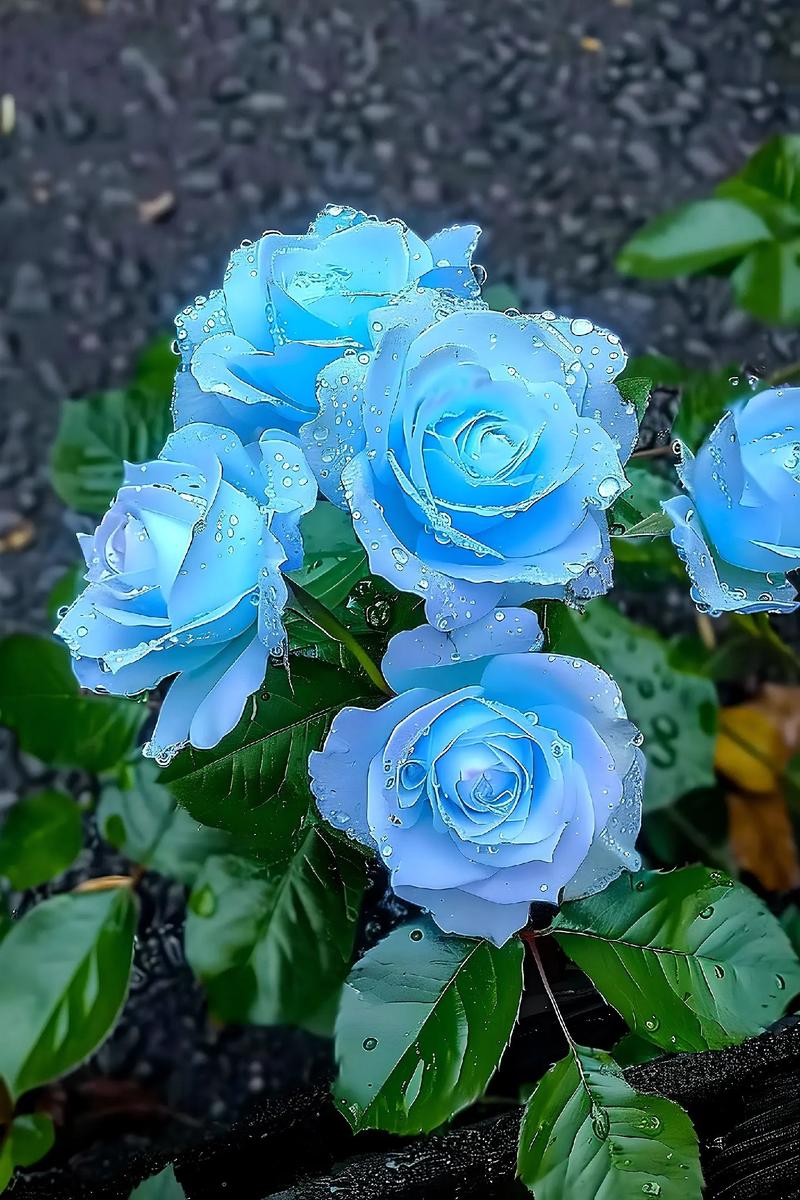 蓝玫瑰有哪些品种？-第1张图片-宁夏农业信息网