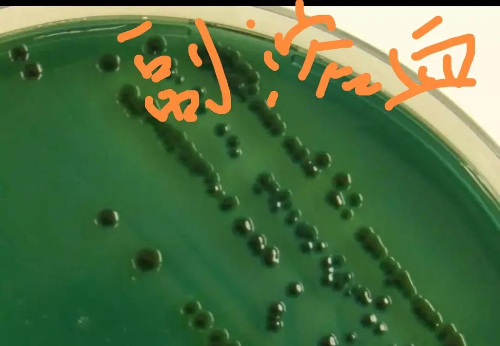 水产如何快速精准检测荧光弧菌？-第1张图片-宁夏农业信息网