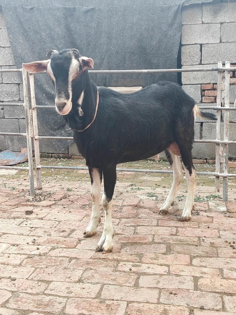 哪些羊品种长得最快？-第1张图片-宁夏农业信息网