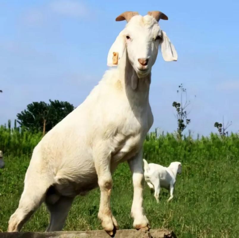 哪些羊品种长得最快？-第2张图片-宁夏农业信息网