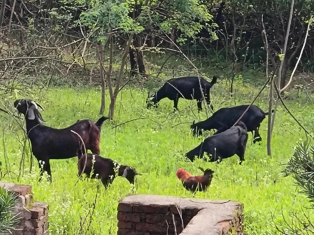 哪些羊品种长得最快？-第3张图片-宁夏农业信息网