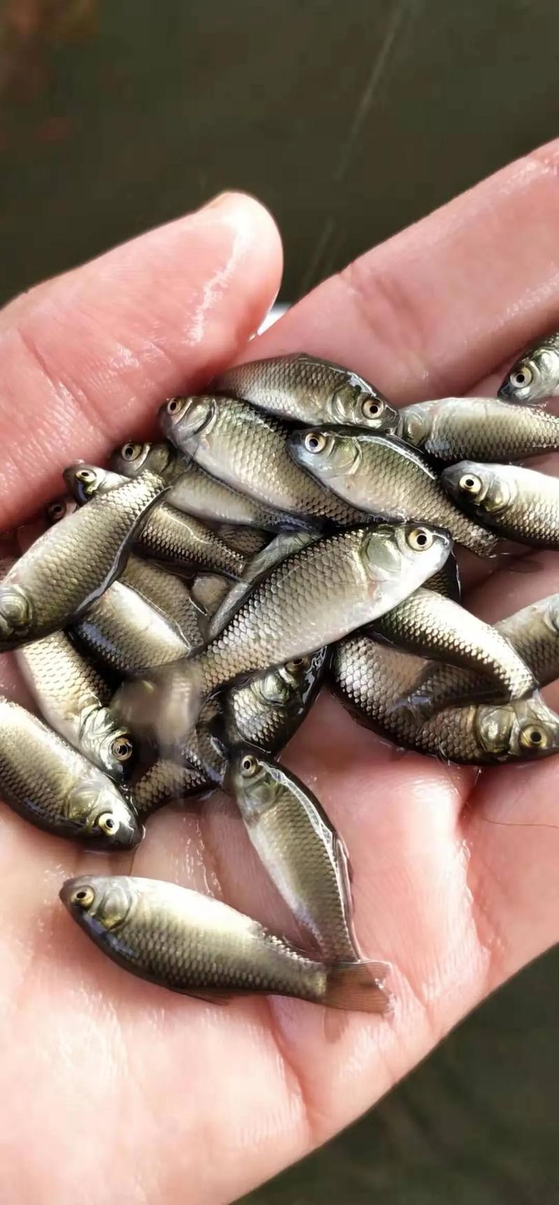 湖北黄岗水产鱼苗批发靠谱吗？-第2张图片-宁夏农业信息网