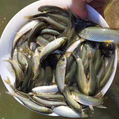 湖北黄岗水产鱼苗批发靠谱吗？-第1张图片-宁夏农业信息网