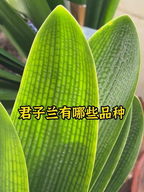 君子兰哪些品种算优质好品种？-第1张图片-宁夏农业信息网