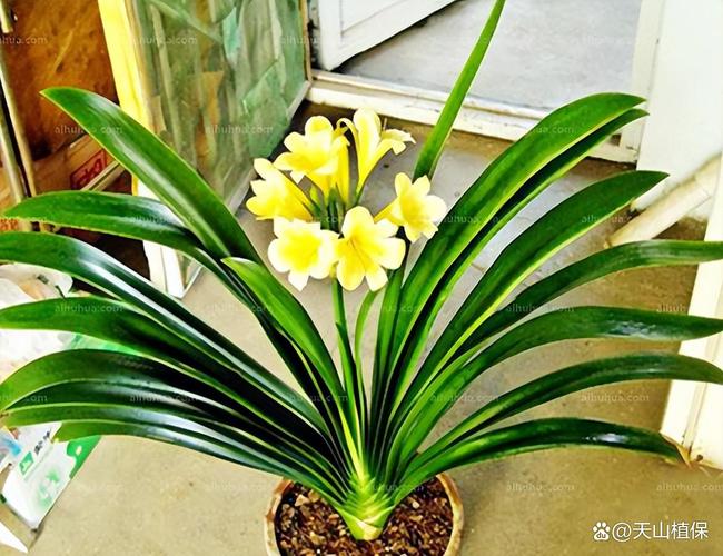 君子兰哪些品种算优质好品种？-第3张图片-宁夏农业信息网